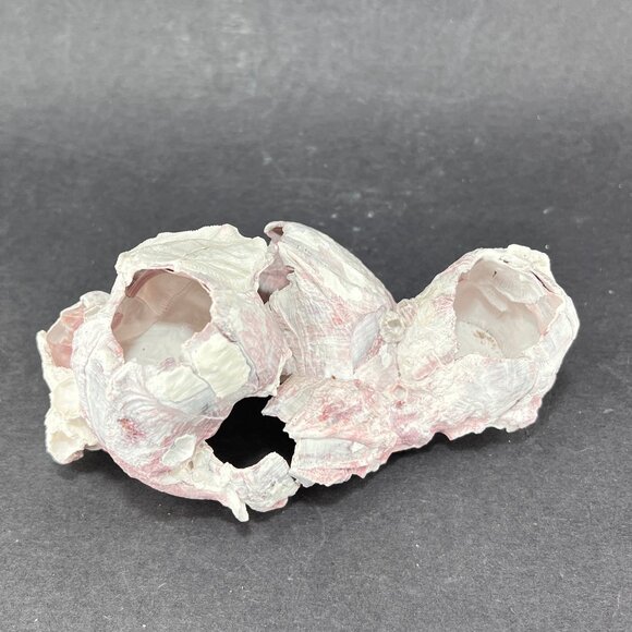 Acorn Barnacle Coral Reef Pink Purple Nautical Salt Water Coastal Aquarium Decor - Picture 2 of 9